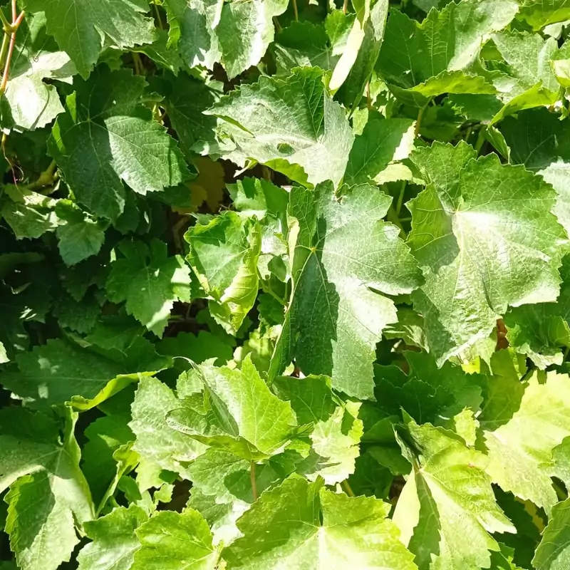 برگ مو تازه دستچین  نمین 500 گرمی برگ سبز انگور