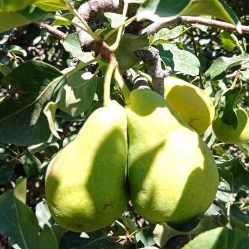 گلابی نمین