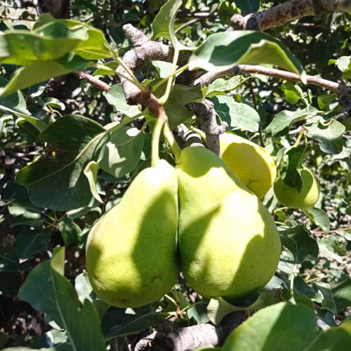 گلابی درجه یک اردبیل